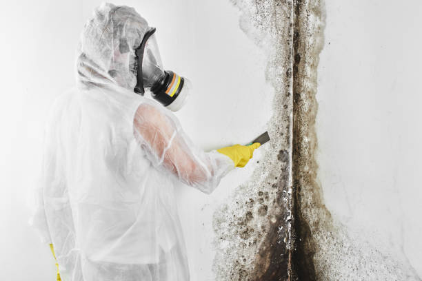 Best Affordable Mold Removal  in Milton, FL