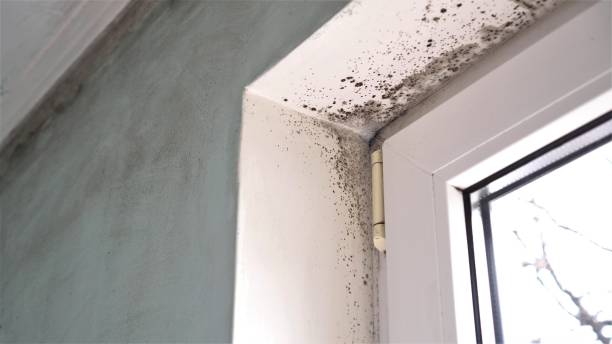 Best Mold Testing  in Milton, FL