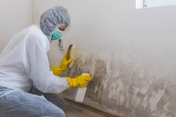 Best Professional Mold Removal  in Milton, FL
