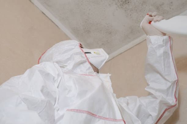 Best Mold Remediation Services  in Milton, FL