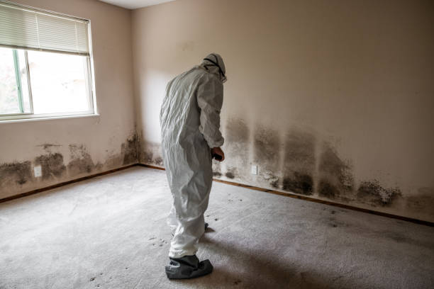 Best Mold Removal Company Near Me  in Milton, FL