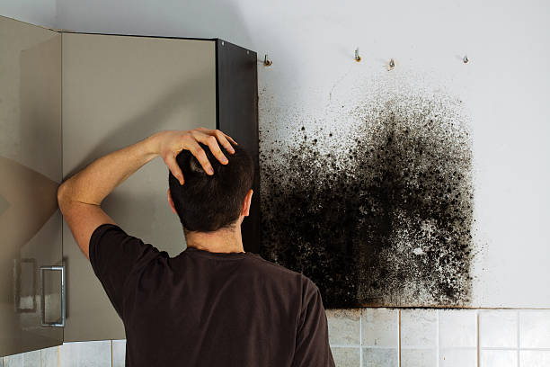 Best Residential Mold Removal  in Milton, FL