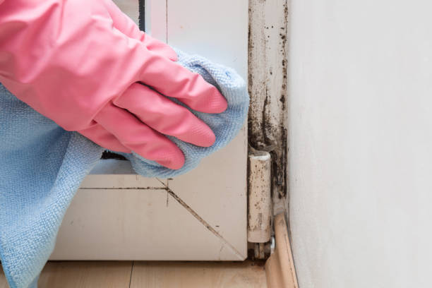 Best Commercial Mold Removal  in Milton, FL